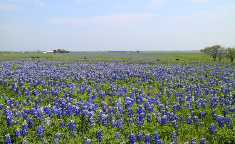 Marble Falls-Lake Buchanan-Burnet - Best Blue Bonnet Trails - Shop Across Texas