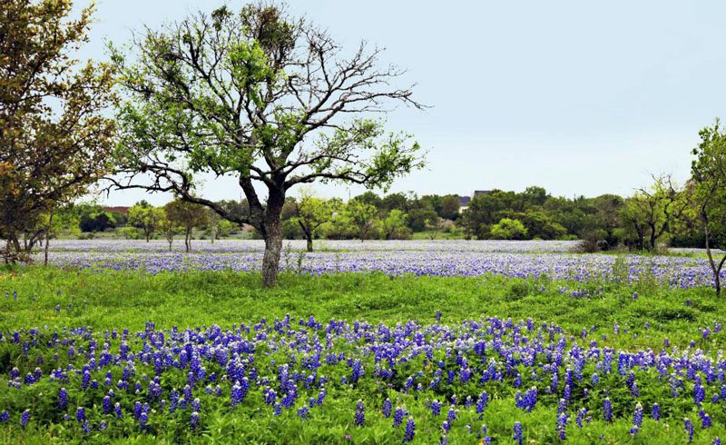 Burnet-Llano-Fredericksburg-Johnson City - Best Blue Bonnet Trails - Shop Across Texas