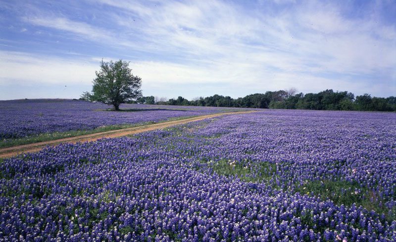 Ennis-Palmer-Bristol - Best Blue Bonnet Trails - Shop Across Texas
