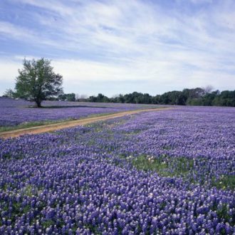Best Blue Bonnet Trails - Best in Texas - Shop Across Texas