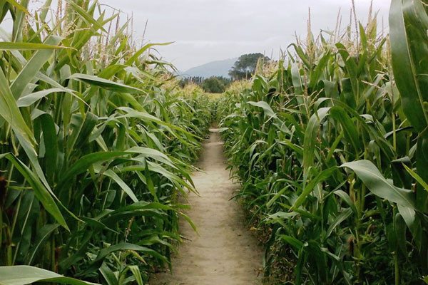 Hall’s Pumpkin Farm and Corn Maze - Dallas