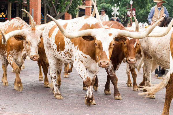 Fort Worth – The Herd