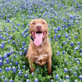 Texas Bucket List, image of dog posing in a field of Bluebonnet flowers