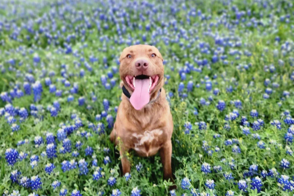 Texas Bucket List, image of dog posing in a field of Bluebonnet flowers